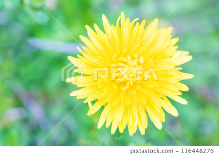 房子周圍的花朵 — 各個季節 — 可愛的小黃色蒲公英花在田野裡盛開 房子周圍的花朵 — 各個季節 — 可愛的小黃色蒲公英花在田野裡盛開 116448276