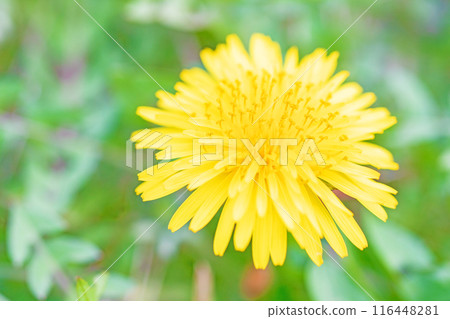 Flowers around the house, various in the four seasons. Cute little yellow dandelion flowers bloomed in the field. Flowers around the house, various in the four seasons. Cute little yellow dandelion flowers bloomed in the field. 116448281