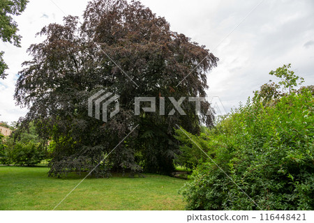 Vojanovy Sady public garden in Mala Strana district of Prague in Czech Republic Vojanovy Sady public garden in Mala Strana district of Prague in Czech Republic 116448421