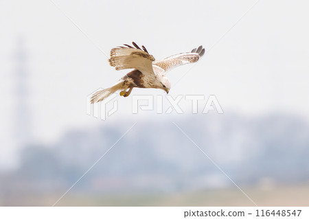 A beautiful hovering Ruffed Hawk (Accipitridae) on the Tone River riverbed, Gunma Prefecture, Japan. A beautiful hovering Ruffed Hawk (Accipitridae) on the Tone River riverbed, Gunma Prefecture, Japan. 116448547
