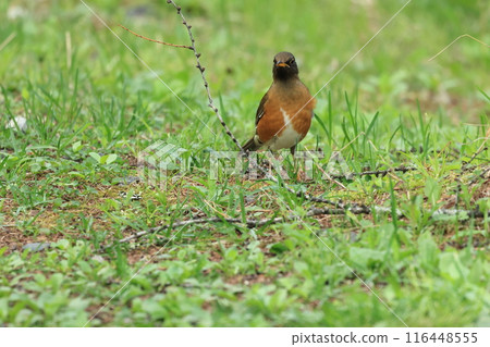 A friendly bird, the red-flanked thrush, on the plateau in early summer A friendly bird, the red-flanked thrush, on the plateau in early summer 116448555