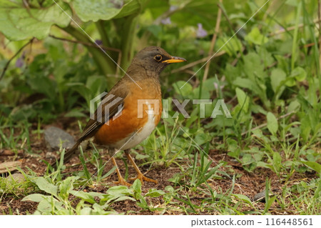 A friendly bird, the red-flanked thrush, on the plateau in early summer 116448561