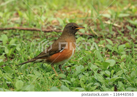 A friendly bird, the red-flanked thrush, on the plateau in early summer 116448563