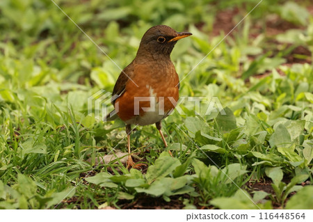 A friendly bird, the red-flanked thrush, on the plateau in early summer 116448564