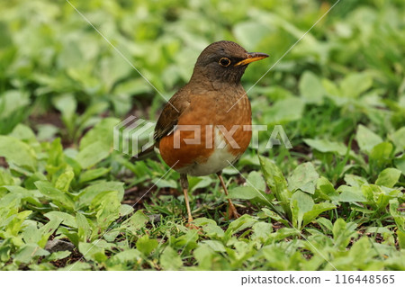 A friendly bird, the red-flanked thrush, on the plateau in early summer A friendly bird, the red-flanked thrush, on the plateau in early summer 116448565
