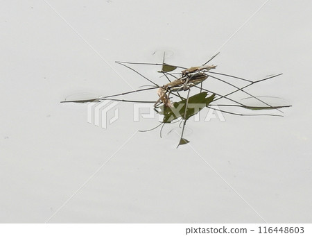 A pair of water striders 116448603