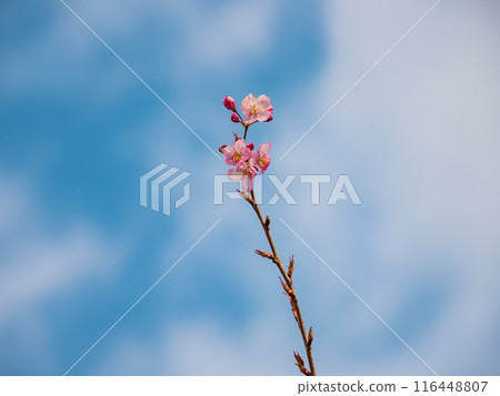 昭和櫻花 昭和櫻花 116448807