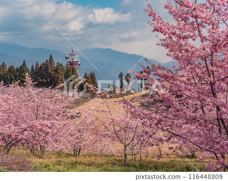 Cherry blossoms in full bloom at Fushoushan Farm Cherry blossoms in full bloom at Fushoushan Farm 116448809