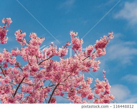 福壽山農場裡盛開的櫻花 116448812