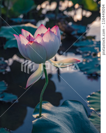 日出時的牡丹蓮花 116449094