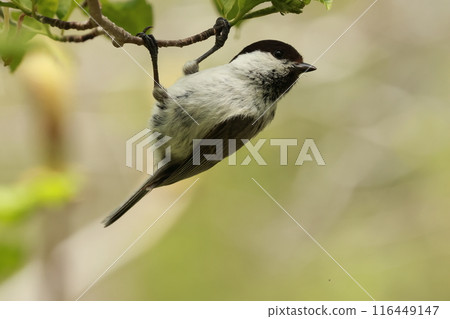 一隻黑尾山雀懸掛在樹枝上，在綠意盎然的高原上覓食。 116449147
