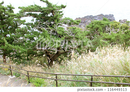 Pampas grass and tree 116449313