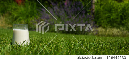 A glass of milk on a vibrant green lawn in the backyard, offering a tranquil and refreshing scene. 116449380