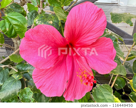 Dark pink hibiscus Dark pink hibiscus 116449450