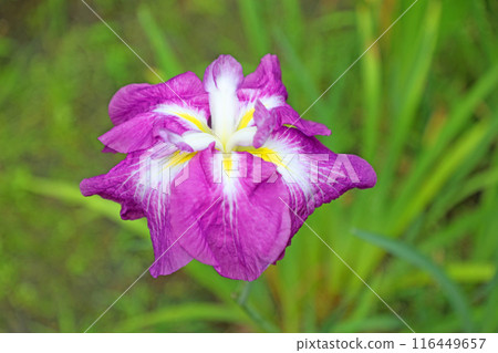 The iris of Meigetsuin The iris of Meigetsuin 116449657