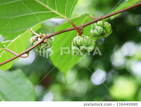 Young galls of Actinidia quinata 116449980