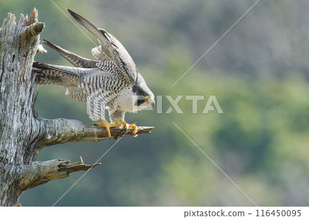 一隻遊隼飛出捕捉獵物 116450095
