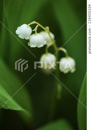 Cute lily of the valley flowers blooming in clusters 116450104