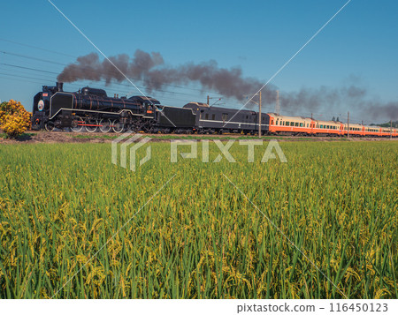 Steam train passing through rice fields 116450123