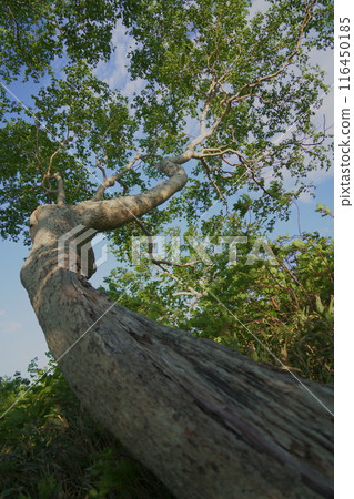 A birch bent under the weight of snow 116450185