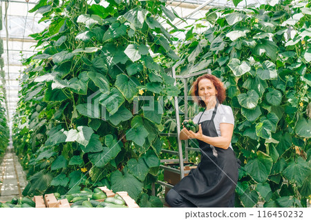 Agricultural plantation. Harvesting cucumbers grown in an industrial greenhouse. Greenhouse worker, woman, farmer picks fresh, organic cucumbers, vegetables, puts them in container for transportation Agricultural plantation. Harvesting cucumbers grown in an industrial greenhouse. Greenhouse worker, woman, farmer picks fresh, organic cucumbers, vegetables, puts them in container for transportation 116450232