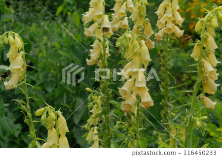 Digitalis purpurea grows in meadow. Flowers garden in summer morning. Romantic flowers. Gardening. 116450233