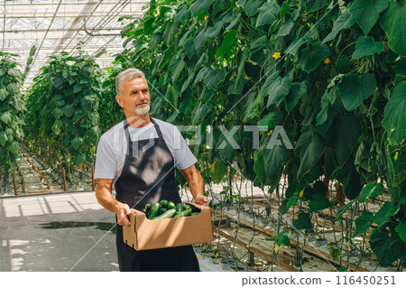 Close-up, gray-haired adult farmer man walks in greenhouse, carries box with freshly picked cucumbers, harvest of vegetables, smiles and looks at the camera. Concept of growing organic vegetables Close-up, gray-haired adult farmer man walks in greenhouse, carries box with freshly picked cucumbers, harvest of vegetables, smiles and looks at the camera. Concept of growing organic vegetables 116450251