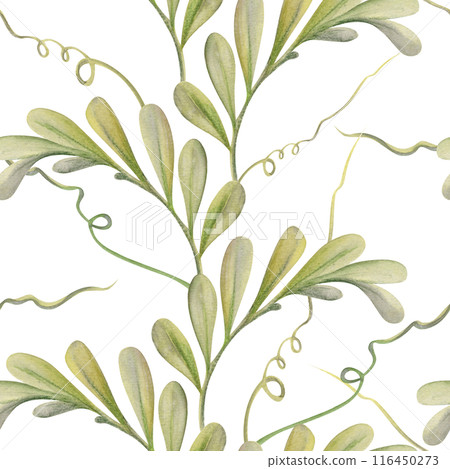 Hand drawn watercolor illustration shabby boho botanical flowers leaves. Green locust indigofera branches, tendrils. Seamless pattern isolated white background. Design wedding, love cards, gift paper 116450273
