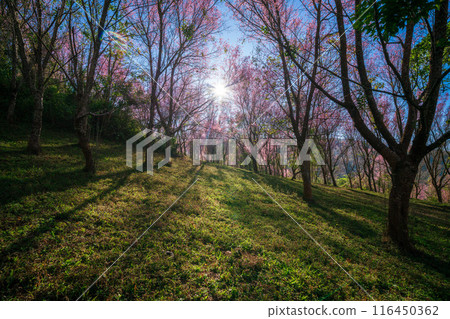 Pink sakura cherry blossom under a clear blue on Phu Lom Lo mountain, Phitsanulok and Loei Province, Thailand 116450362