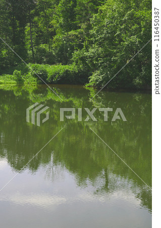 埼玉縣立自然公園,夏天 埼玉縣立自然公園,夏天 116450387