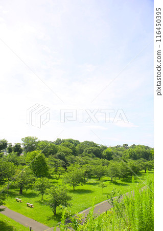 Saitama Prefectural Natural Park, summer Saitama Prefectural Natural Park, summer 116450395