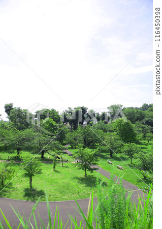 Saitama Prefectural Natural Park, summer 116450398