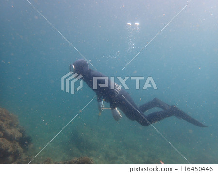 Diving fishing Diving fishing 116450446
