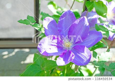 房子周圍鮮花盛開——各個季節——初夏時節,樹籬上盛開著紫色和白色的鐵線蓮花。 房子周圍鮮花盛開——各個季節——初夏時節,樹籬上盛開著紫色和白色的鐵線蓮花。 116450534