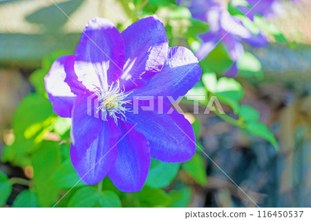 房子周圍鮮花盛開——各個季節——初夏時節,樹籬上盛開著紫色和白色的鐵線蓮花。 房子周圍鮮花盛開——各個季節——初夏時節,樹籬上盛開著紫色和白色的鐵線蓮花。 116450537