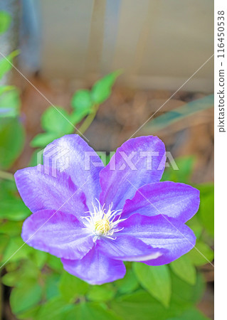 Flowers around the house, various in the four seasons. In early summer, large purple and white clematis flowers have bloomed on the fence. Flowers around the house, various in the four seasons. In early summer, large purple and white clematis flowers have bloomed on the fence. 116450538