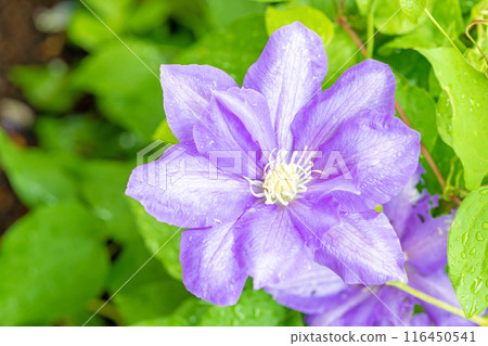 Flowers around the house, various in the four seasons. In early summer, large purple and white clematis flowers have bloomed on the fence. Flowers around the house, various in the four seasons. In early summer, large purple and white clematis flowers have bloomed on the fence. 116450541