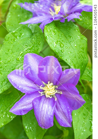 Flowers around the house, various in the four seasons. In early summer, large purple and white clematis flowers have bloomed on the fence. 116450543