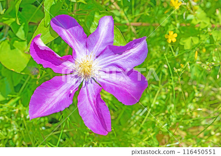 Flowers around the house, various in the four seasons. In early summer, large purple and white clematis flowers have bloomed on the fence. Flowers around the house, various in the four seasons. In early summer, large purple and white clematis flowers have bloomed on the fence. 116450551