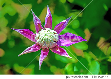 Flowers around the house, various in the four seasons. In early summer, large purple and white clematis flowers have bloomed on the fence. 116450553