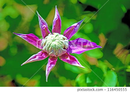 Flowers around the house, various in the four seasons. In early summer, large purple and white clematis flowers have bloomed on the fence. Flowers around the house, various in the four seasons. In early summer, large purple and white clematis flowers have bloomed on the fence. 116450555