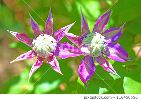 Flowers around the house, various in the four seasons. In early summer, large purple and white clematis flowers have bloomed on the fence. 116450556
