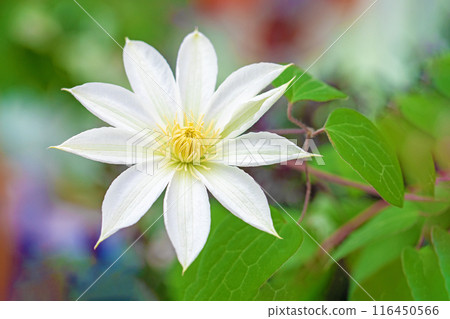 Flowers around the house, various in the four seasons. In early summer, large purple and white clematis flowers have bloomed on the fence. 116450566