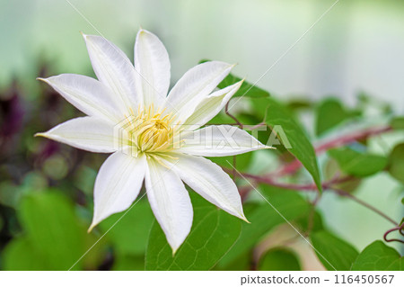 房子周圍鮮花盛開——各個季節——初夏時節，樹籬上盛開著紫色和白色的鐵線蓮花。 116450567