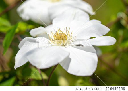 Flowers around the house, various in the four seasons. In early summer, large purple and white clematis flowers have bloomed on the fence. 116450568