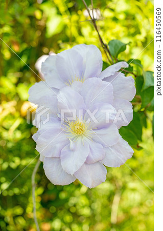 Flowers around the house, various in the four seasons. In early summer, large purple and white clematis flowers have bloomed on the fence. Flowers around the house, various in the four seasons. In early summer, large purple and white clematis flowers have bloomed on the fence. 116450569