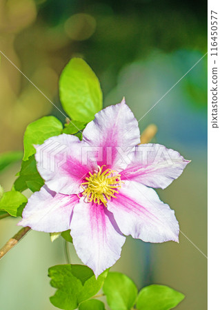 房子周圍鮮花盛開——各個季節——初夏時節,樹籬上盛開著紫色和白色的鐵線蓮花。 房子周圍鮮花盛開——各個季節——初夏時節,樹籬上盛開著紫色和白色的鐵線蓮花。 116450577