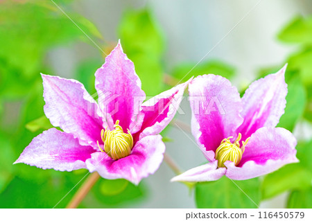 Flowers around the house, various in the four seasons. In early summer, large purple and white clematis flowers have bloomed on the fence. 116450579