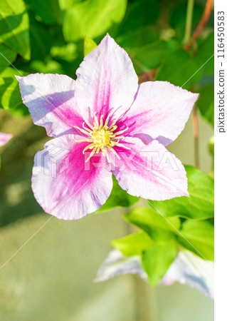 Flowers around the house, various in the four seasons. In early summer, large purple and white clematis flowers have bloomed on the fence. Flowers around the house, various in the four seasons. In early summer, large purple and white clematis flowers have bloomed on the fence. 116450583