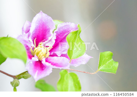 Flowers around the house, various in the four seasons. In early summer, large purple and white clematis flowers have bloomed on the fence. Flowers around the house, various in the four seasons. In early summer, large purple and white clematis flowers have bloomed on the fence. 116450584